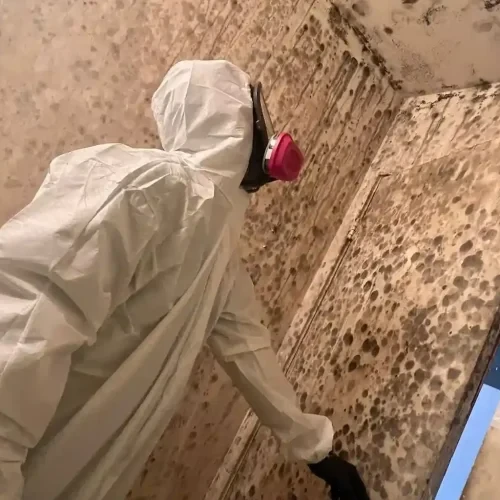 Mould Remediation